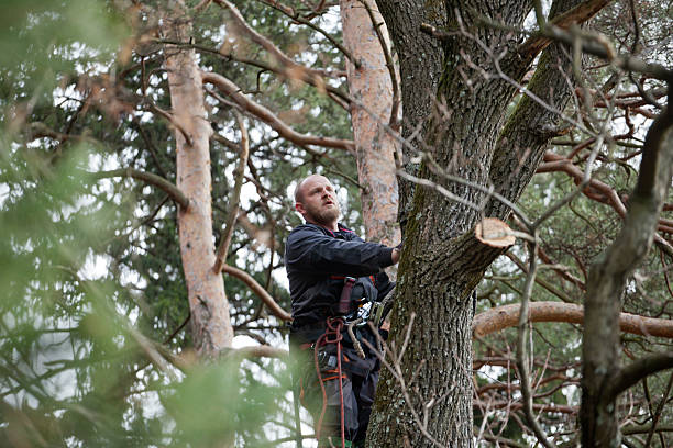 Best Storm Damage Tree Cleanup  in Labarque Creek, MO