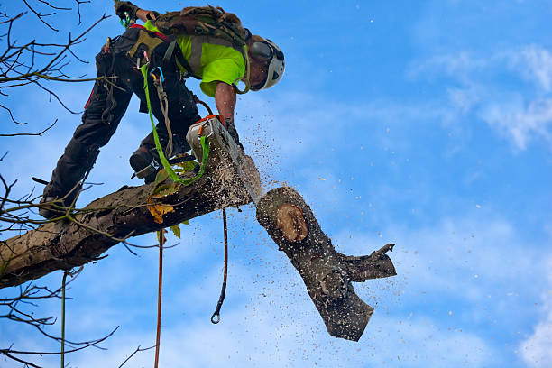 Best Tree Disease Treatment  in Labarque Creek, MO